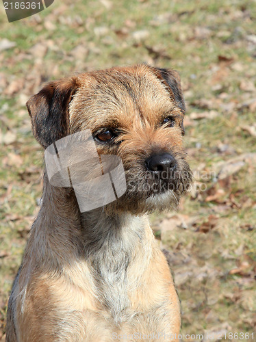 Image of The typical Border Terrier 