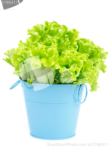 Image of Lettuce in Blue Pot