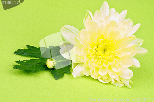 Image of Yellow Chrysanthemum