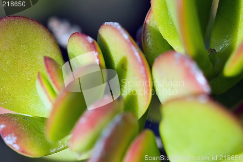 Image of Cactus macro