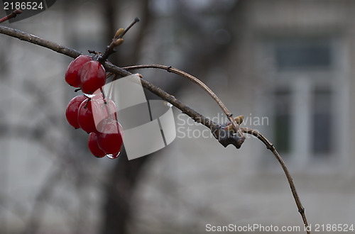 Image of Guelder-rose at the window