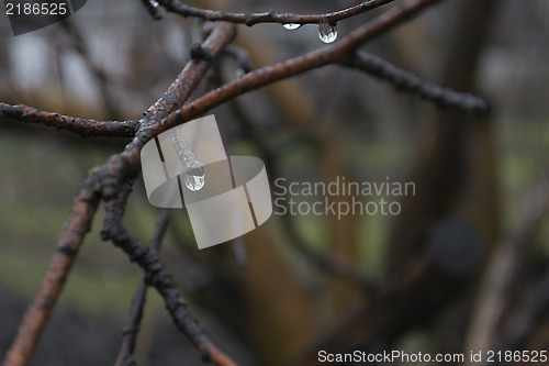 Image of Drops on the branches