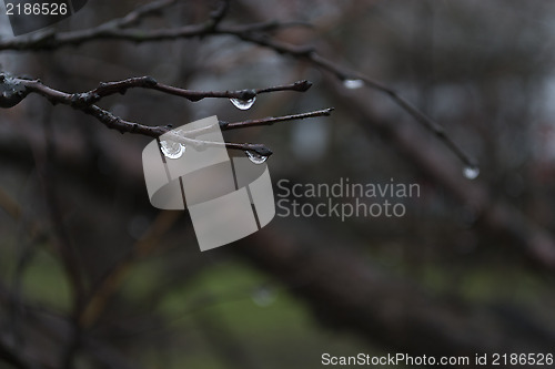 Image of Drops on the branches
