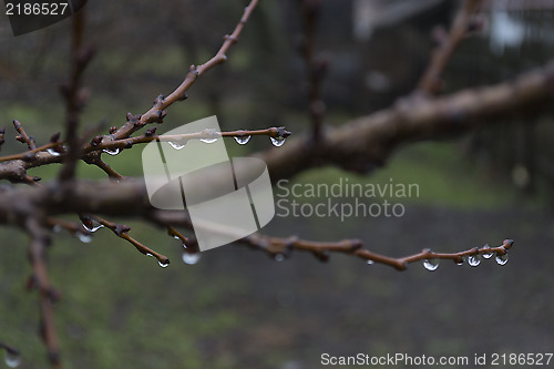 Image of Drops on the branches