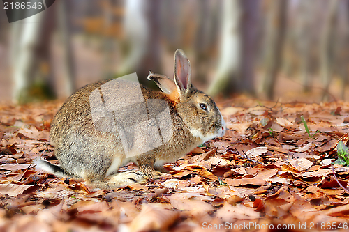 Image of cute rabbit in the forest