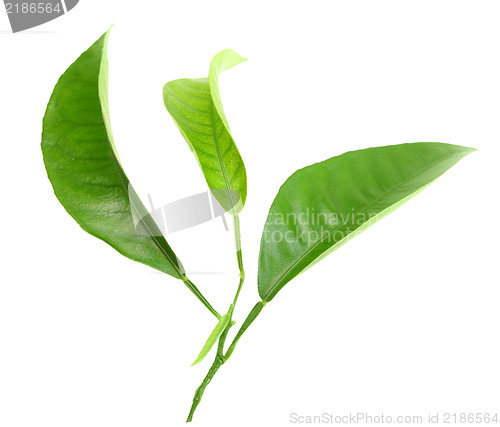 Image of Three green leaf of citrus-tree