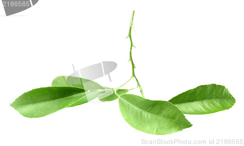 Image of Green branch of citrus-tree