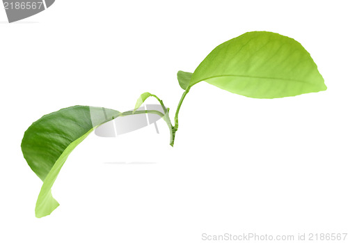 Image of Green leaf of citrus-tree