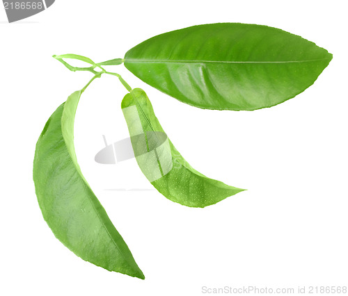 Image of Green leaf of citrus-tree