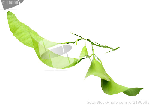 Image of Green branch of citrus-tree