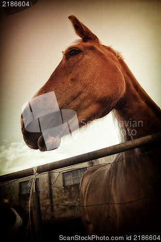 Image of Italian mare