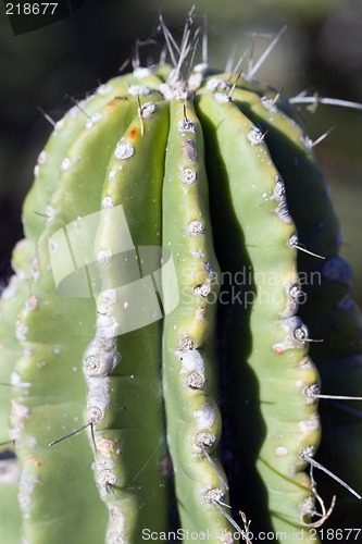 Image of Cactus macro