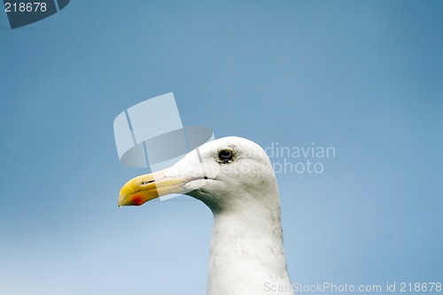 Image of Close up of a seagull