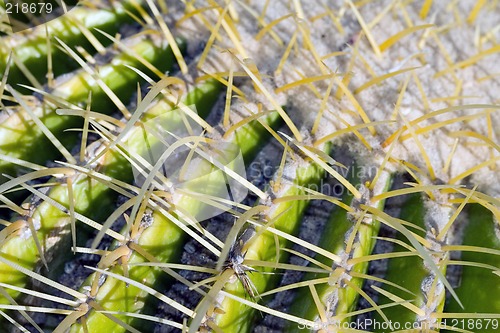 Image of Cactus macro