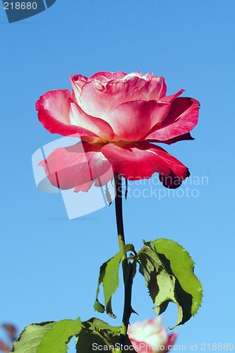 Image of Closeup of a rose
