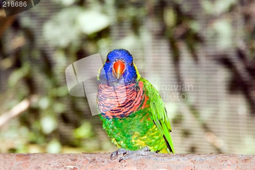 Image of Australian Rainbow Lorikeet