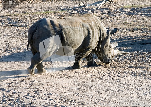 Image of White rhinoceros