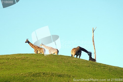 Image of Group of giraffes