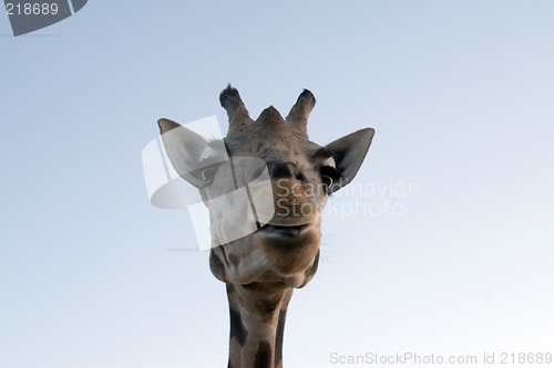 Image of Giraffe Close-up