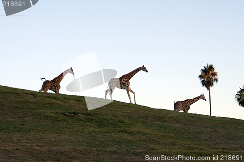 Image of Giraffe family