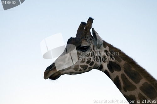 Image of Giraffe Close-up