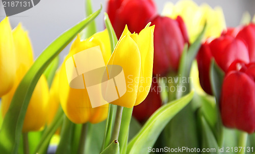 Image of Vivid tulips