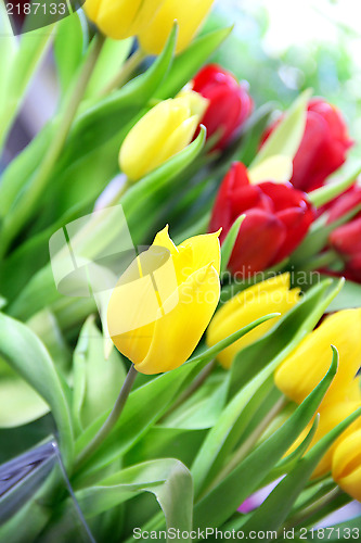 Image of Tulips