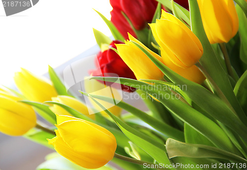 Image of Tulips