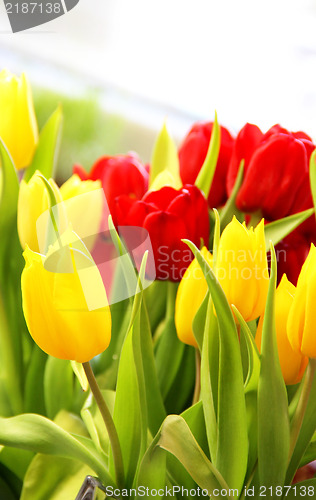 Image of Tulips