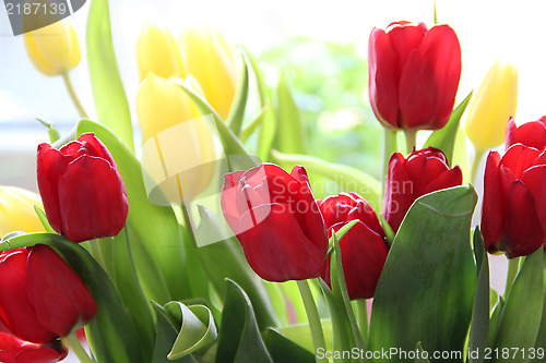 Image of Tulips 