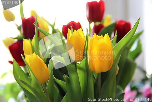 Image of Tulips