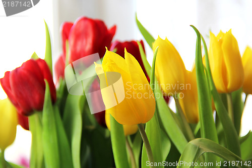 Image of Tulips