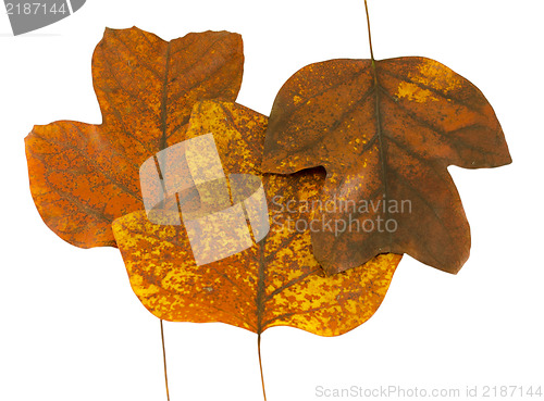 Image of three autumn tuliptree leaves next to each other  