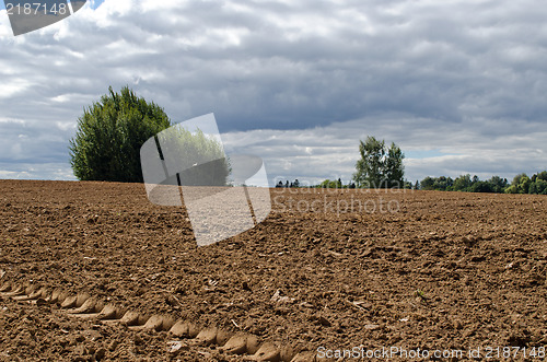 Image of plowed agriculture field trees growing soil 