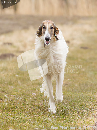 Image of Large white dog running