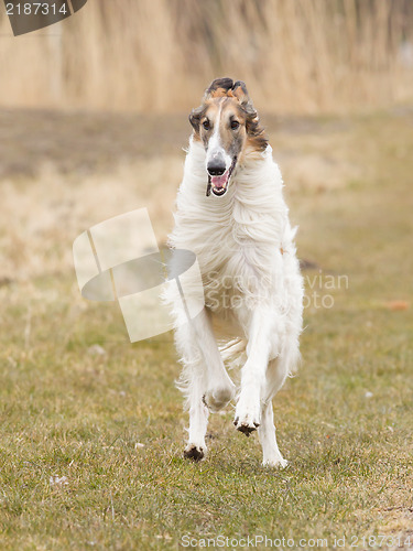 Image of Large white dog running