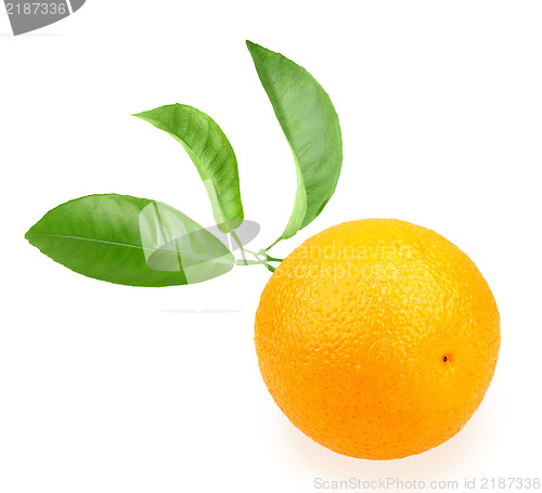 Image of Orange and branch