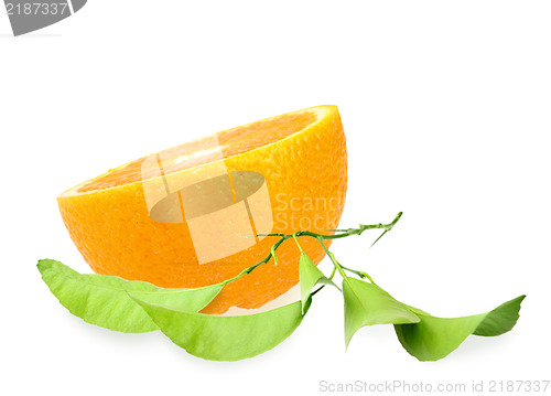 Image of Halh of orange and branch