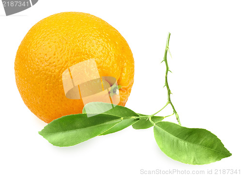 Image of Orange and branch with green leaf