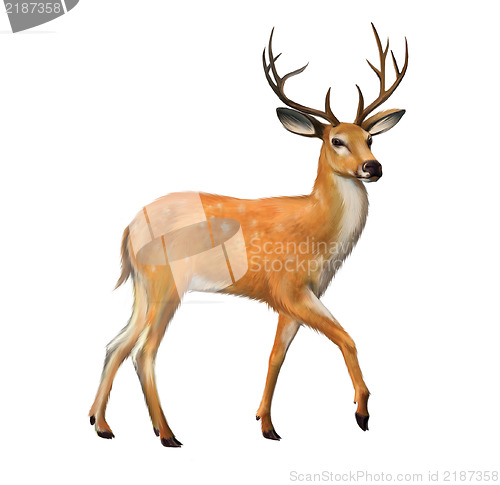 Image of Beautiful deer with big horns Isolated illustration on white background.