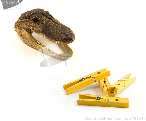 Image of A close up image of a preserved baby alligator head - a common trinket, Yellow Clothes pin on the white background