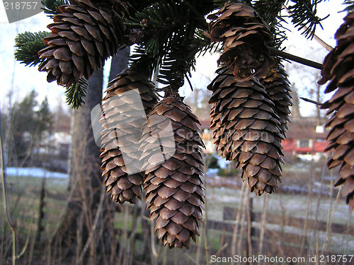 Image of pinecones