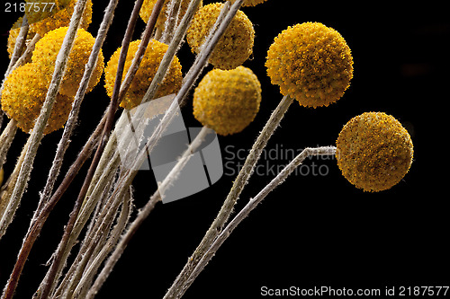 Image of Flowers