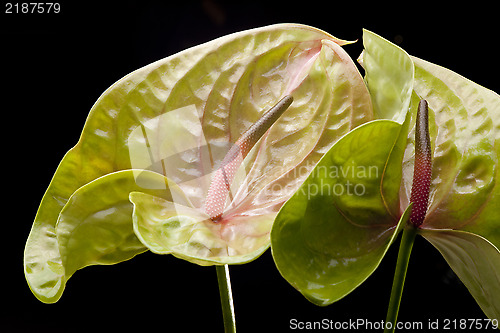 Image of Flowers