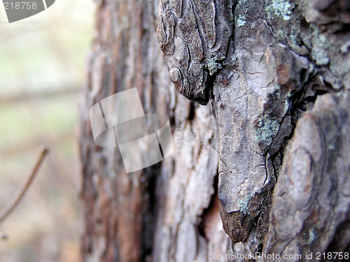 Image of pinebark