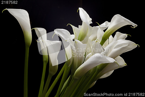 Image of Flowers