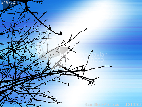 Image of Tree Branches