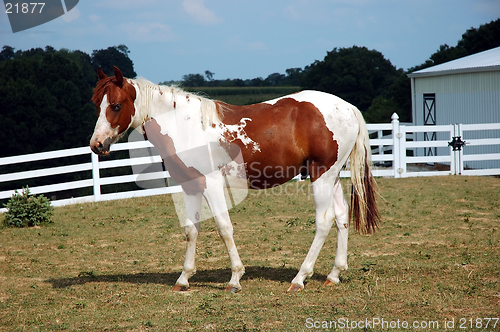 Image of Palomino Horse