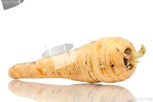 Image of Parsnip
