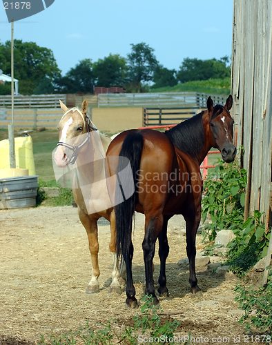 Image of Two Horses on the Farm